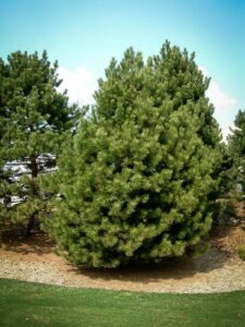 Сосна Чёрная (Pinus Nigra) купить по цене от 270.00р. в интернет-магазине «Посадика» с доставкой почтой в в Усть-Илимске и по всей России – [изображение №1].