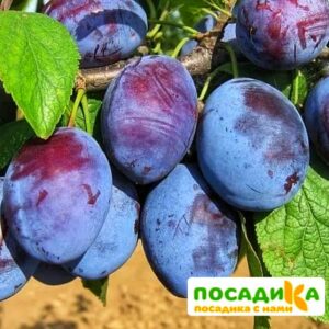 Слива Чачакская ранняя купить по цене от 229.00р. в интернет-магазине «Посадика» с доставкой почтой в в Усть-Илимске и по всей России – [изображение №1].