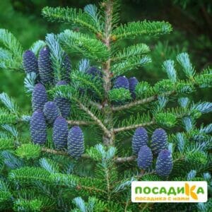 Пихта корейская (Abies koreana) купить по цене от 450.00р. в интернет-магазине «Посадика» с доставкой почтой в в Усть-Илимске и по всей России – [изображение №1].