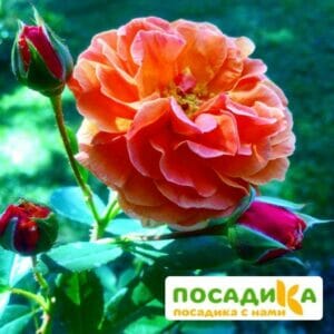 Роза Арабия купить по цене от 350.00р. в интернет-магазине «Посадика» с доставкой почтой в в Усть-Илимске и по всей России – [изображение №1].