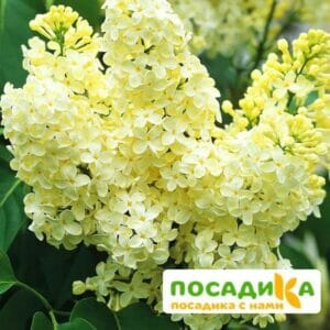 Сирень Примроуз (Primrose) купить по цене от 529.00р. в интернет-магазине «Посадика» с доставкой почтой в в Усть-Илимске и по всей России – [изображение №1].