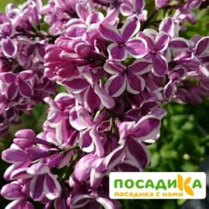 Сирень Сенсация купить по цене от 529.00р. в интернет-магазине «Посадика» с доставкой почтой в в Усть-Илимске и по всей России – [изображение №1].