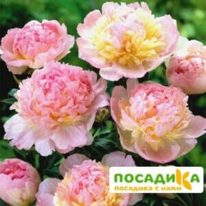 Пион Распберри Сандей (Paeonia Raspberry Sundae) купить по цене от 959р. в интернет-магазине «Посадика» с доставкой почтой в в Усть-Илимске и по всей России – [изображение №1].