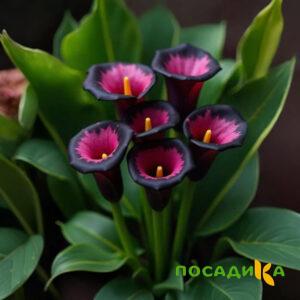 Калла Аура Лейс купить по цене от 400р. в интернет-магазине «Посадика» с доставкой почтой в в Усть-Илимске и по всей России – [изображение №1].
