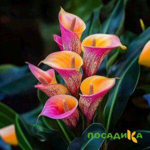 Калла Оникс купить по цене от 450р. в интернет-магазине «Посадика» с доставкой почтой в в Усть-Илимске и по всей России – [изображение №1].