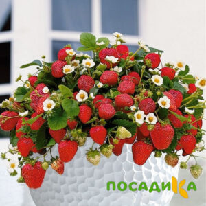 Клубника Рубиновый Шепот (горшечная) купить по цене от 240р. в интернет-магазине «Посадика» с доставкой почтой в в Усть-Илимске и по всей России – [изображение №1].