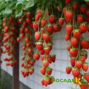 Клубника вьющаяся Комплимент купить по цене от 470р. в интернет-магазине «Посадика» с доставкой почтой в в Усть-Илимске и по всей России – [изображение №1].
