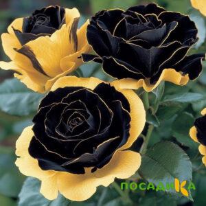 Роза Ханни Сикл купить по цене от 700р. в интернет-магазине «Посадика» с доставкой почтой в в Усть-Илимске и по всей России – [изображение №1].
