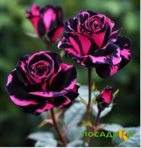 Роза Багровый Шепот купить по цене от 366р. в интернет-магазине «Посадика» с доставкой почтой в в Усть-Илимске и по всей России – [изображение №1].