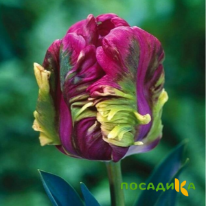 Тюльпан Экзотик Хэвен купить по цене от 186р. в интернет-магазине «Посадика» с доставкой почтой в в Усть-Илимске и по всей России – [изображение №1].